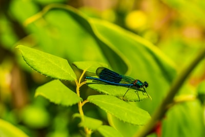 在白天的特写摄影中，蓝豆娘栖息在绿叶上
